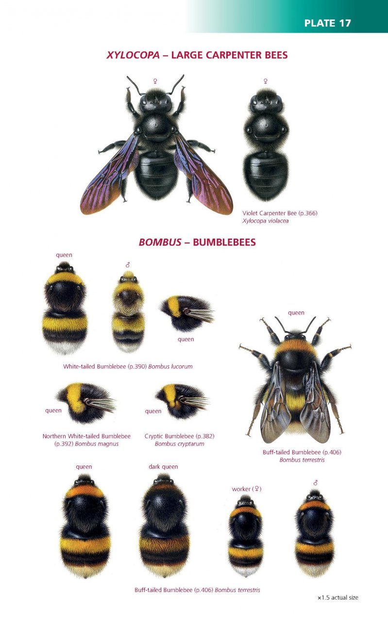 FIELD GUIDE TO THE BEES OF GREAT BRITAIN AND IRELAND 2