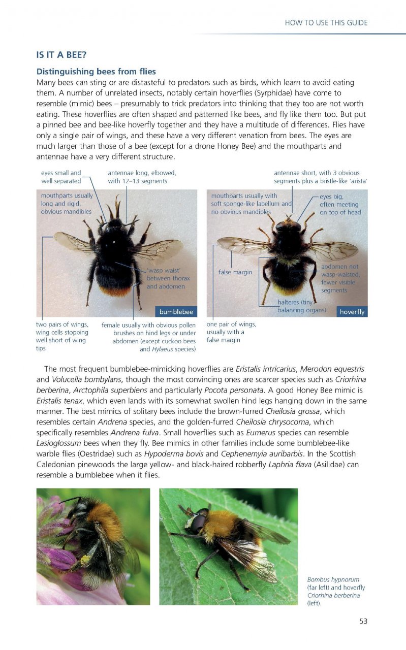 FIELD GUIDE TO THE BEES OF GREAT BRITAIN AND IRELAND 3