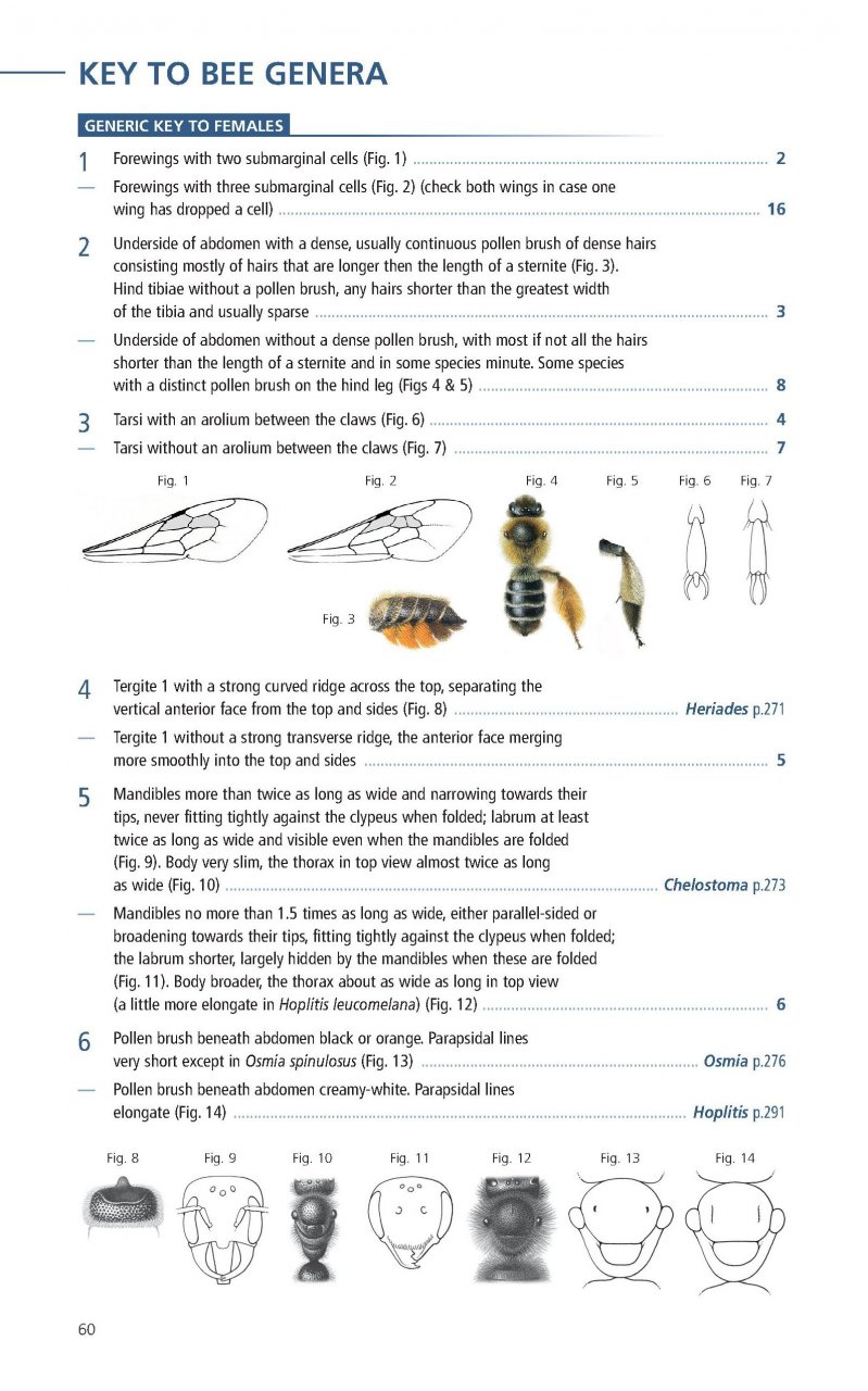 FIELD GUIDE TO THE BEES OF GREAT BRITAIN AND IRELAND 4