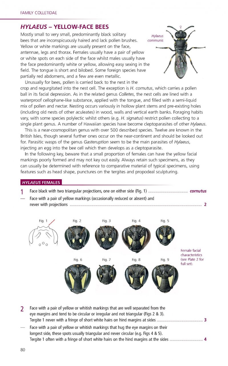 FIELD GUIDE TO THE BEES OF GREAT BRITAIN AND IRELAND 5