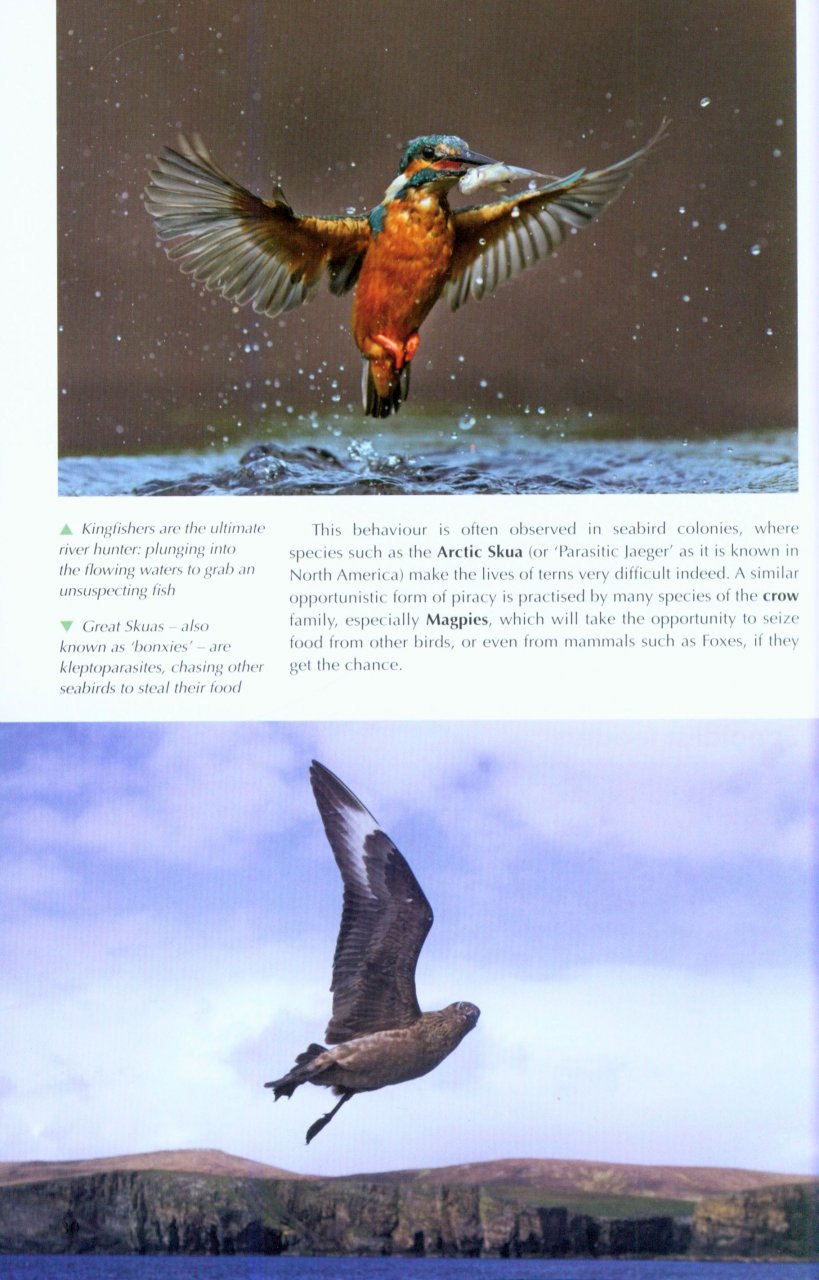 UNDERSTANDING BIRD BEHAVIOUR 2
