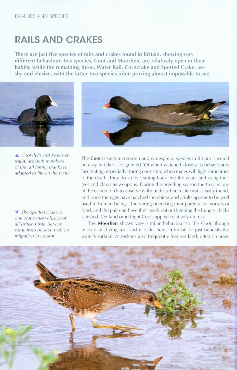 UNDERSTANDING BIRD BEHAVIOUR 3