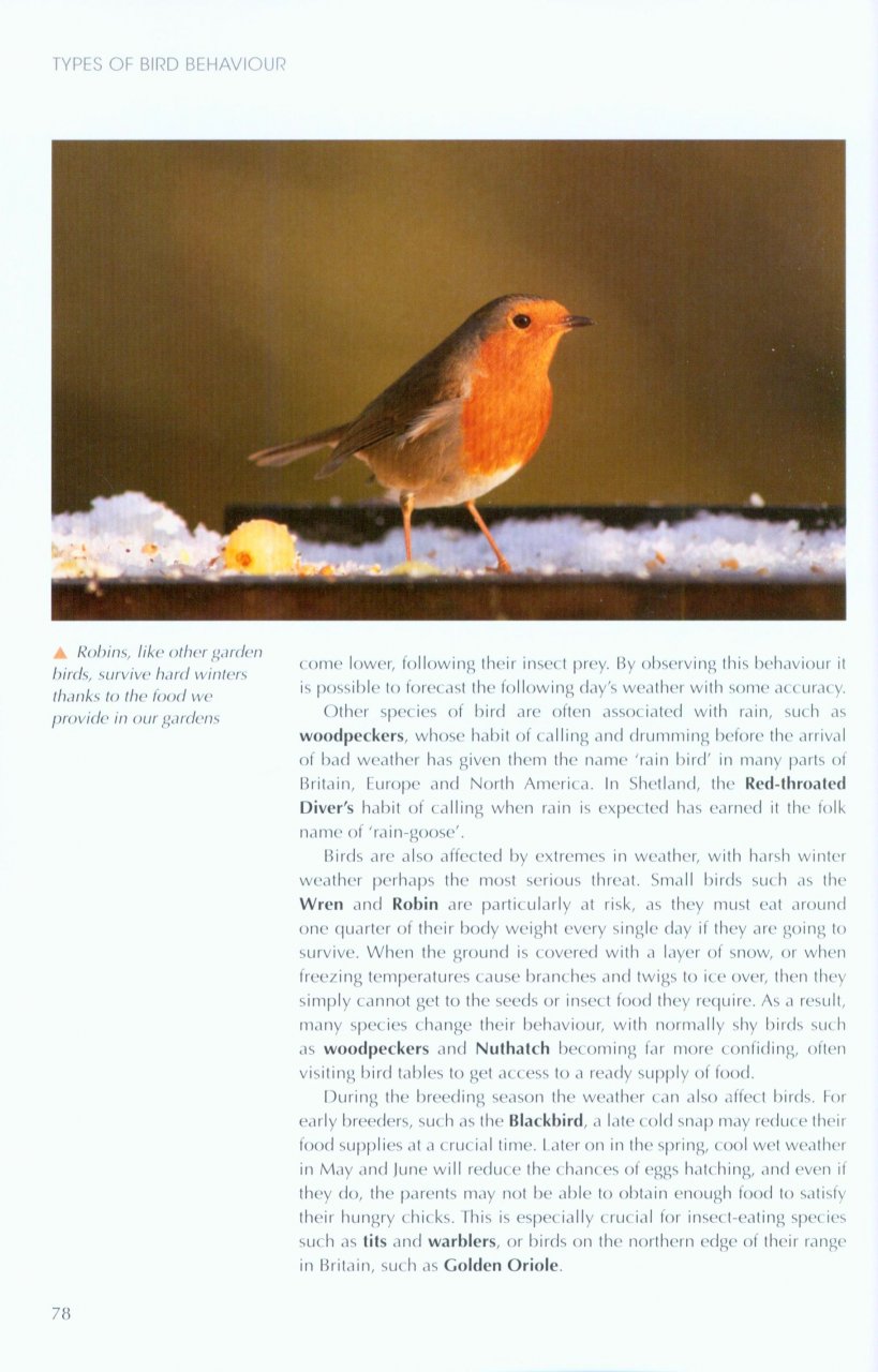 UNDERSTANDING BIRD BEHAVIOUR 4