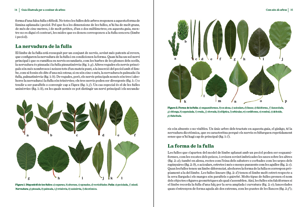 GUIA IL·LUSTRADA PER A CONÈIXER ELS ARBRES 2