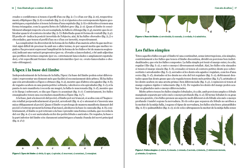 GUIA IL·LUSTRADA PER A CONÈIXER ELS ARBRES 3