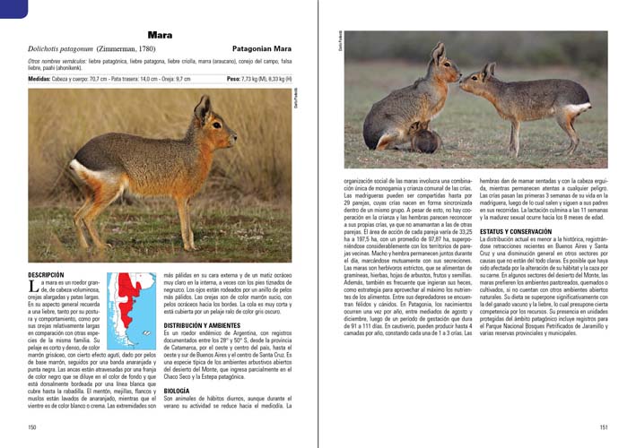 MAMÍFEROS TERRESTRES PATAGONIA SUR DE ARGENTINA Y CHILE 4