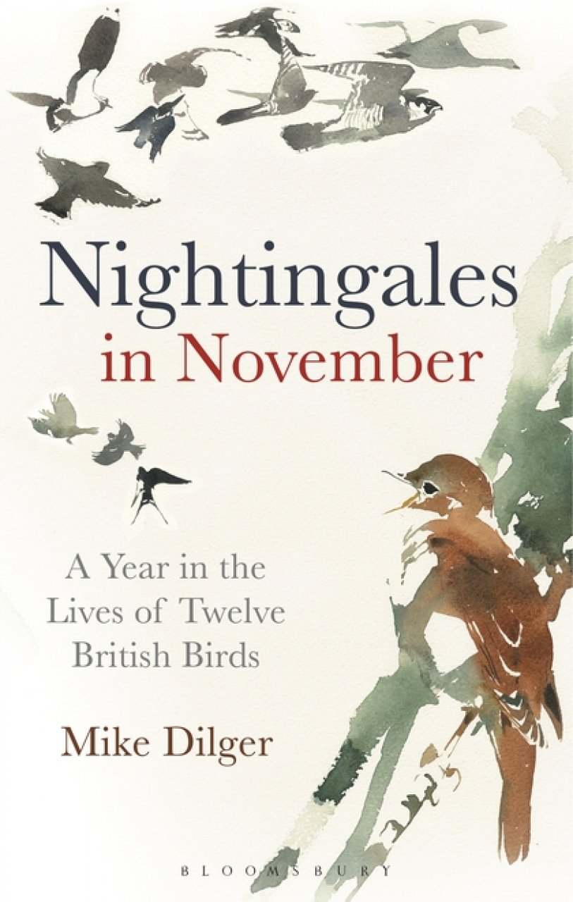 NIGHTINGALES IN NOVEMBER. A YEAR IN THE LIVES OF TWELVE BRITISH BIRDS 1