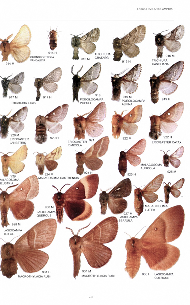LAS MARIPOSAS DE ESPAÑA PENINSULAR. MANUAL ILUSTRADO DE LAS ESPECIES DIURNAS Y NOCTURNAS 2