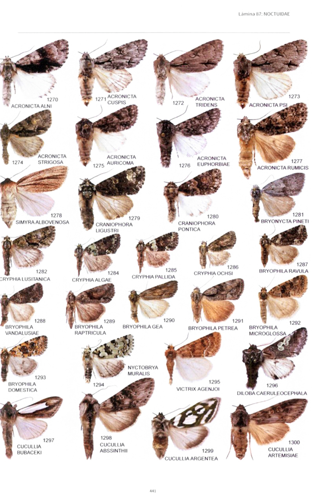 LAS MARIPOSAS DE ESPAÑA PENINSULAR. MANUAL ILUSTRADO DE LAS ESPECIES DIURNAS Y NOCTURNAS 3