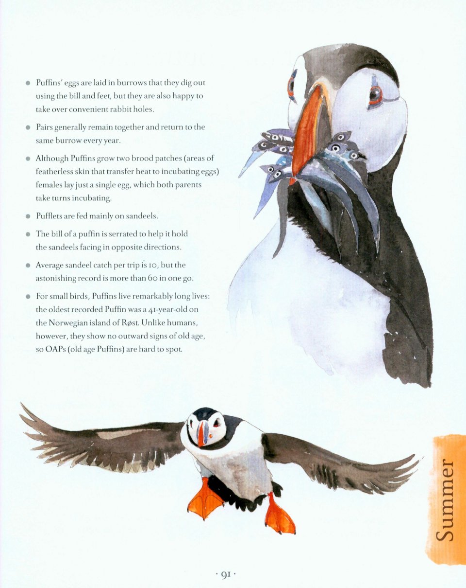 AN ILLUSTRATED COASTAL YEAR. THE SEASHORE UNCOVERED SEASON BY SEASON 3