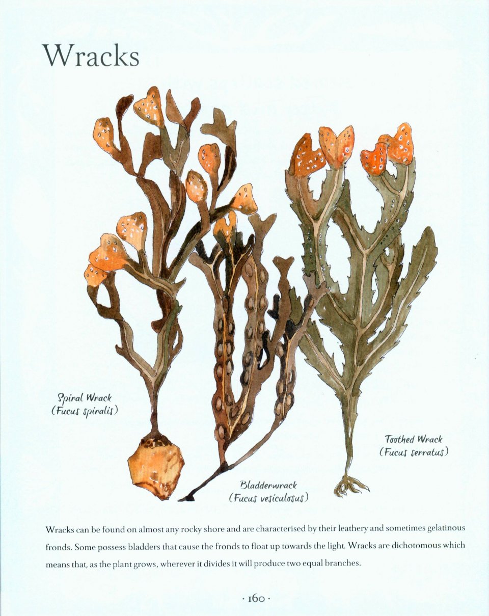 AN ILLUSTRATED COASTAL YEAR. THE SEASHORE UNCOVERED SEASON BY SEASON 5