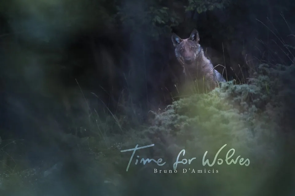 TIME FOR WOLVES 1