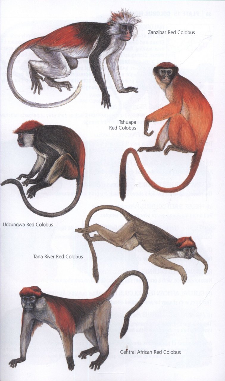 THE KINGDON POCKET GUIDE TO AFRICAN MAMMALS 2