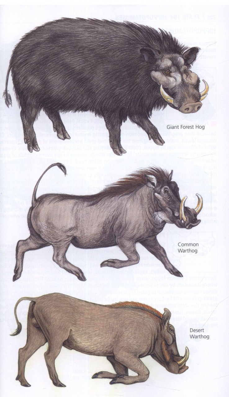 THE KINGDON POCKET GUIDE TO AFRICAN MAMMALS 3
