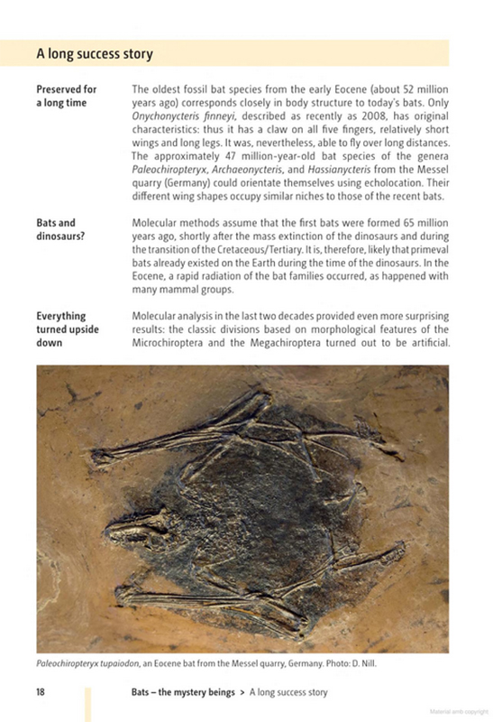 BATS OF BRITAIN AND EUROPE 3