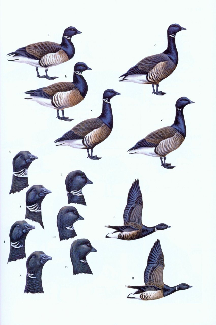 WILDFOWL OF EUROPE, ASIA AND NORTH AMERICA 2