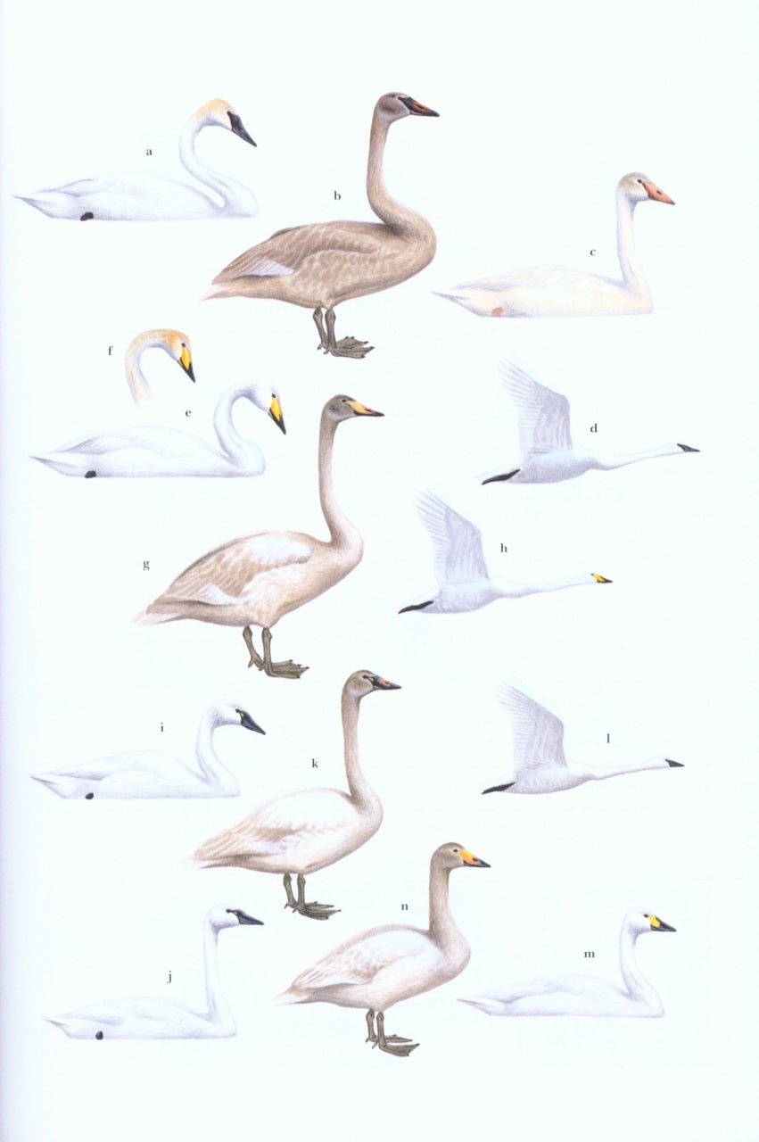 WILDFOWL OF EUROPE, ASIA AND NORTH AMERICA 3