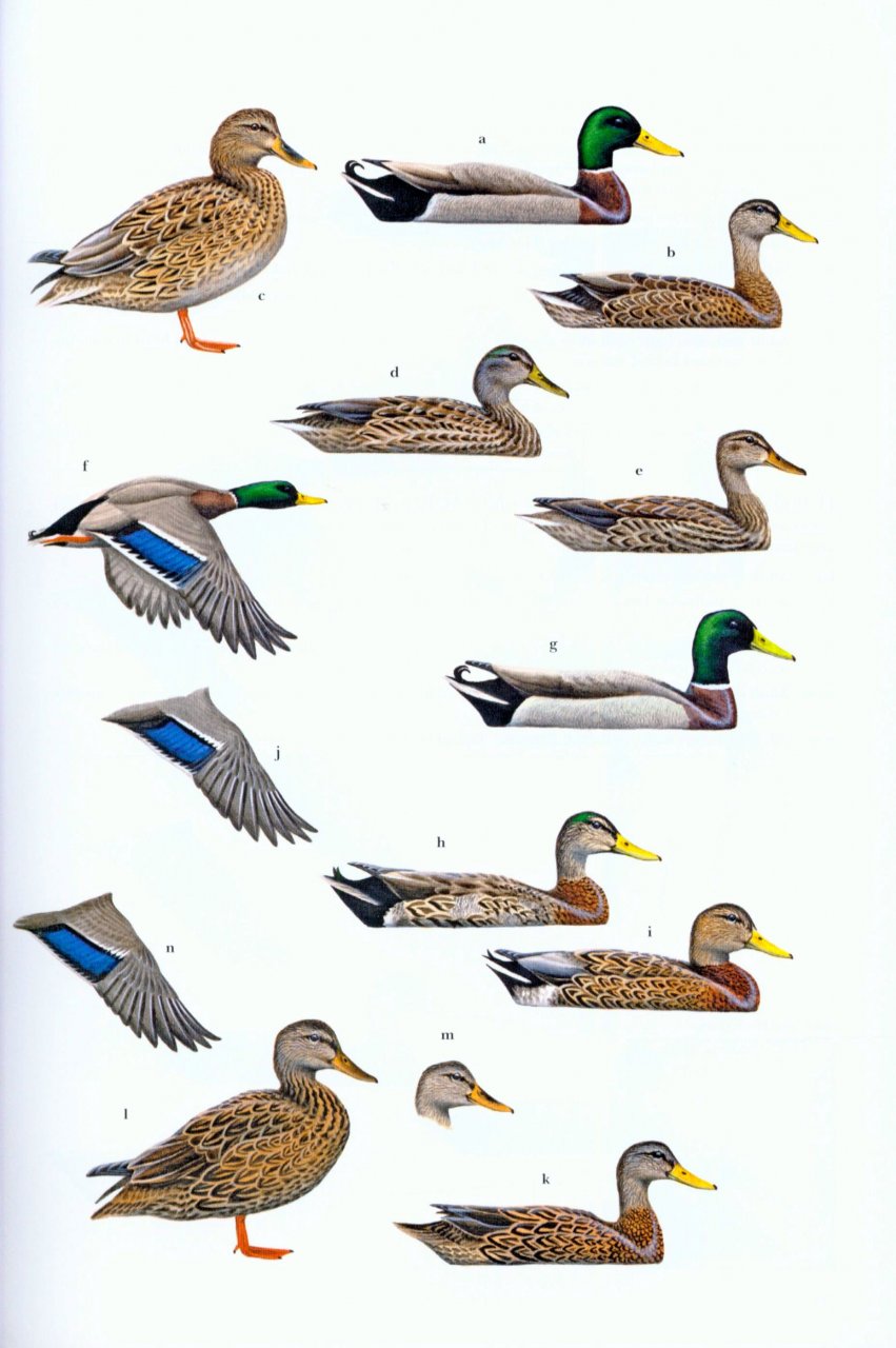 WILDFOWL OF EUROPE, ASIA AND NORTH AMERICA 5