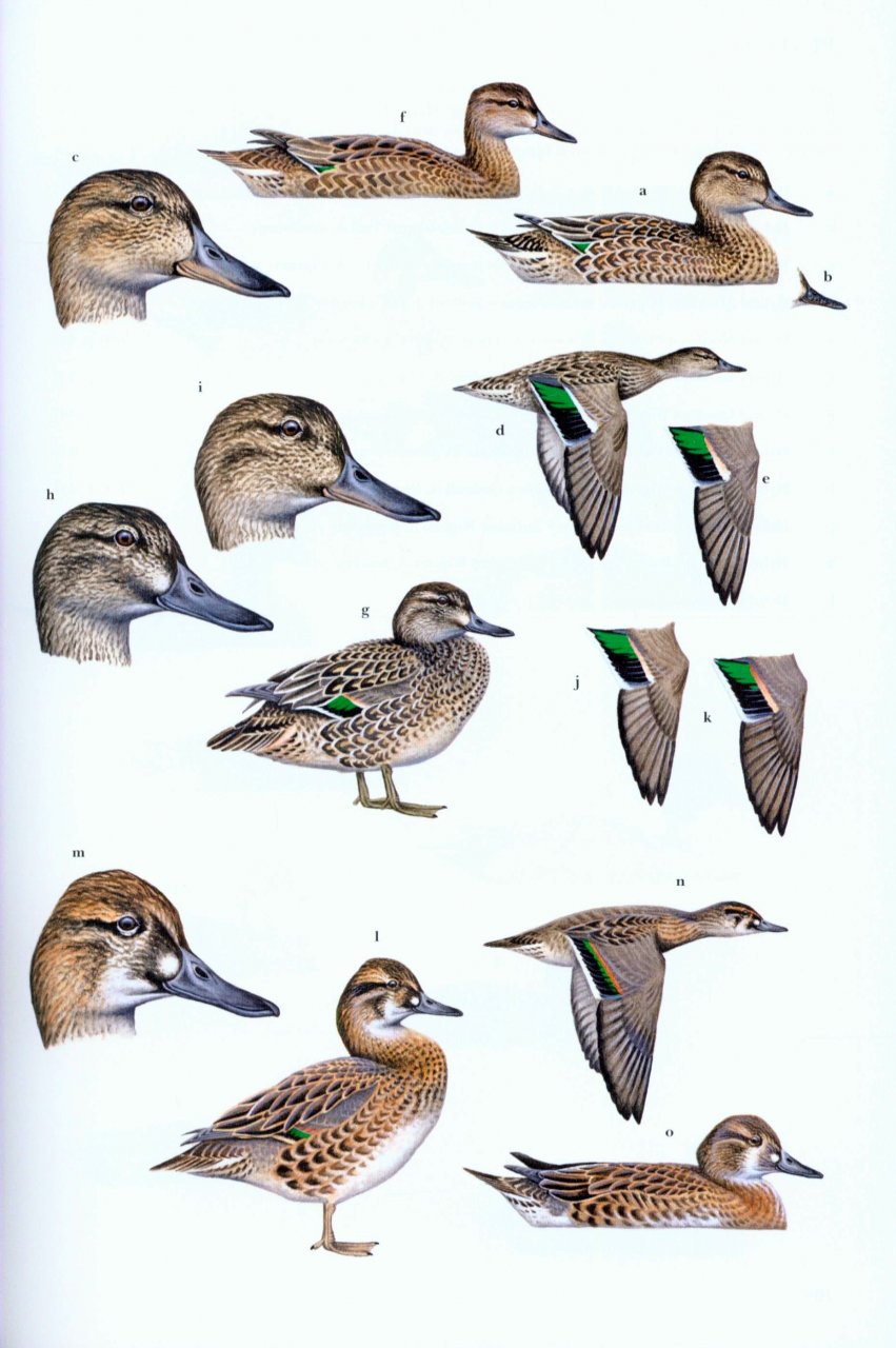 WILDFOWL OF EUROPE, ASIA AND NORTH AMERICA 6