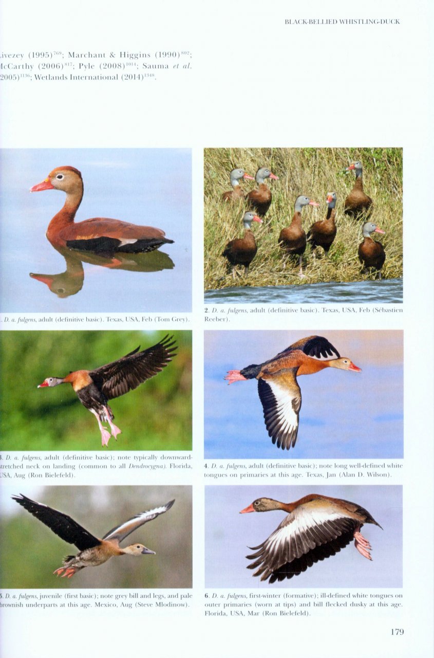 WILDFOWL OF EUROPE, ASIA AND NORTH AMERICA 7
