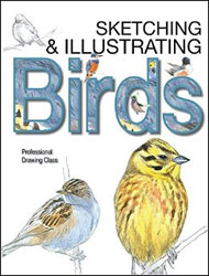 SKETCHING & ILLUSTRATING BIRDS. PROFESSIONAL DRAWING CLASS 1