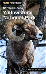 NATURE GUIDE TO YELLOWSTONE NATIONAL PARK 1