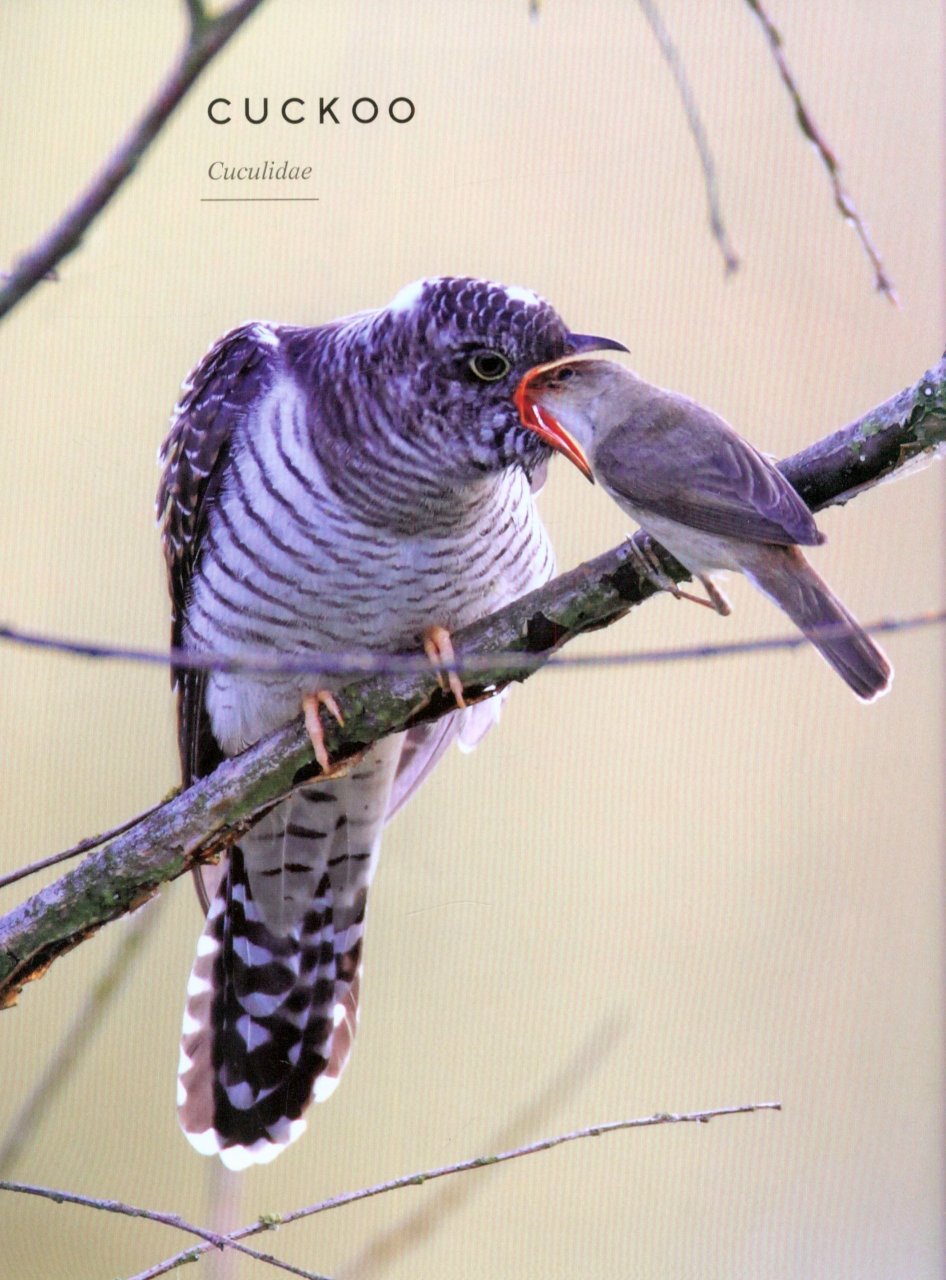 BIRDS: MYTH, LORE AND LEGEND 2