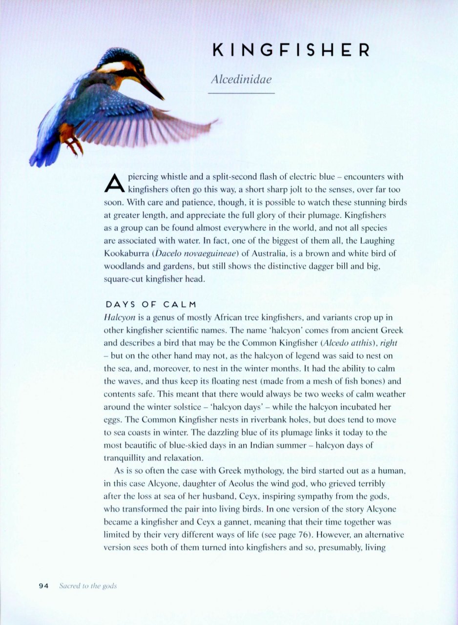 BIRDS: MYTH, LORE AND LEGEND 3