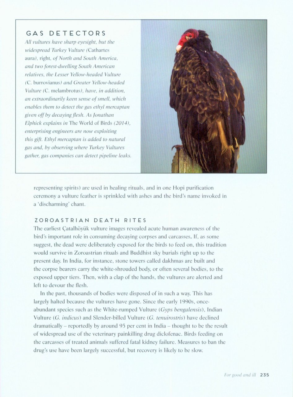 BIRDS: MYTH, LORE AND LEGEND 5