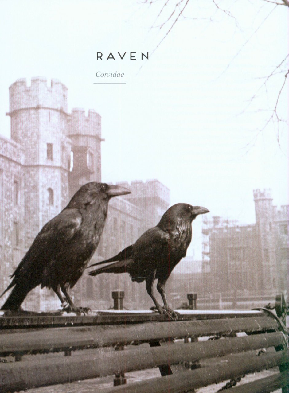 BIRDS: MYTH, LORE AND LEGEND 6