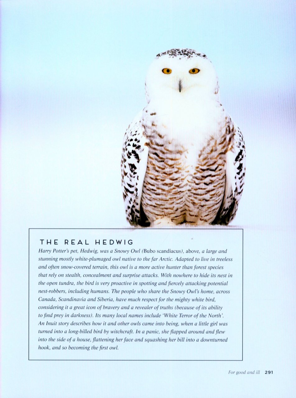 BIRDS: MYTH, LORE AND LEGEND 7