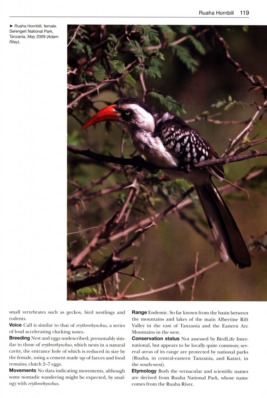 BIRDS NEW TO SCIENCE: 50 YEARS OF AVIAN DISCOVERIES 3