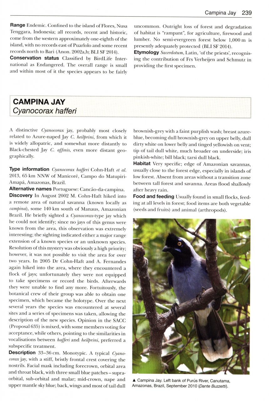 BIRDS NEW TO SCIENCE: 50 YEARS OF AVIAN DISCOVERIES 4