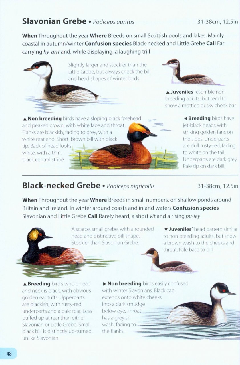 FIELD GUIDE TO THE BIRDS OF BRITAIN AND IRELAND 2