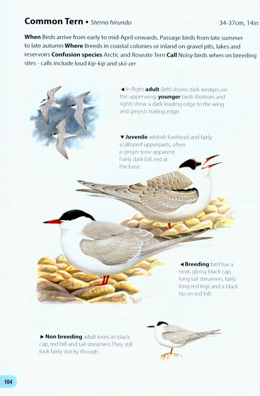 FIELD GUIDE TO THE BIRDS OF BRITAIN AND IRELAND 3