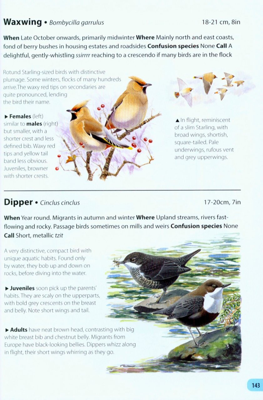 FIELD GUIDE TO THE BIRDS OF BRITAIN AND IRELAND 4