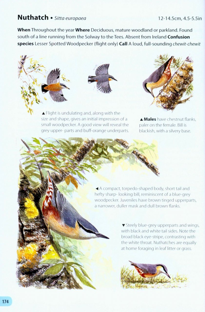 FIELD GUIDE TO THE BIRDS OF BRITAIN AND IRELAND 5