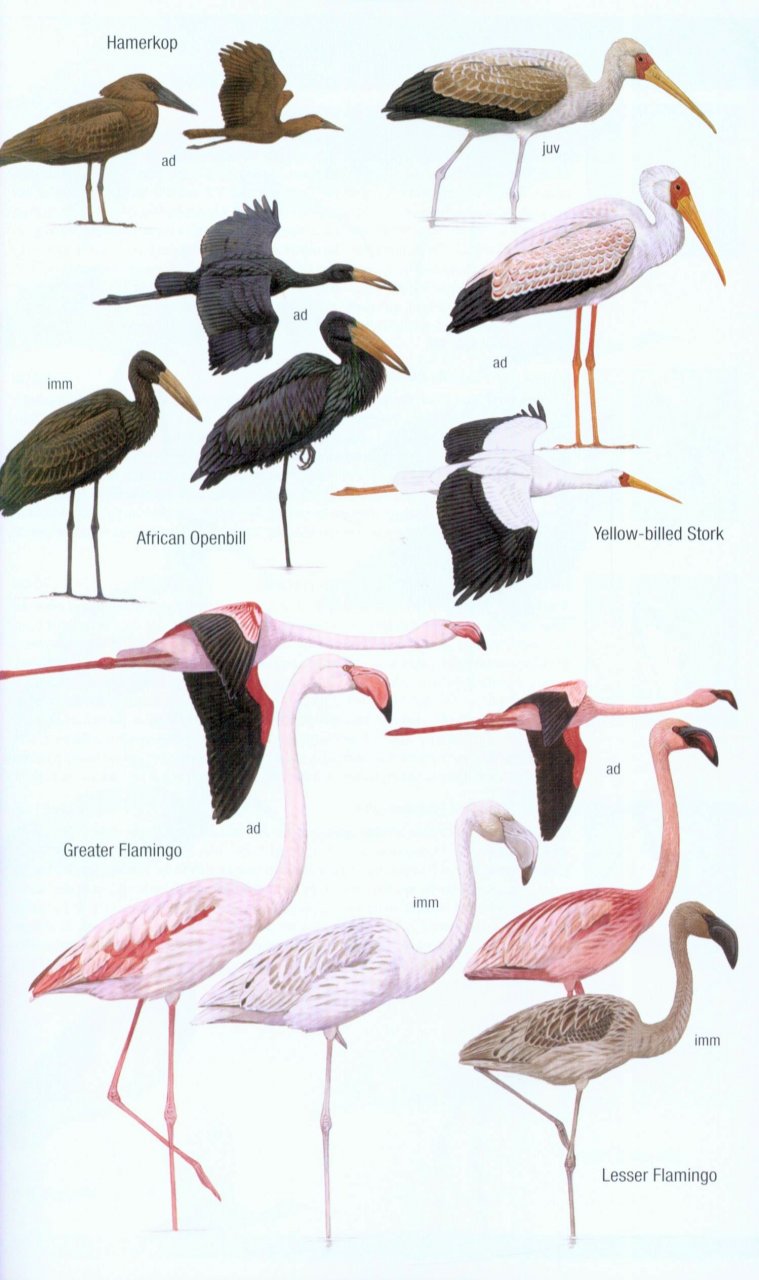 HELM FIELD GUIDES. BIRDS OF MADAGASCAR AND THE INDIAN OCEAN ISLANDS 2