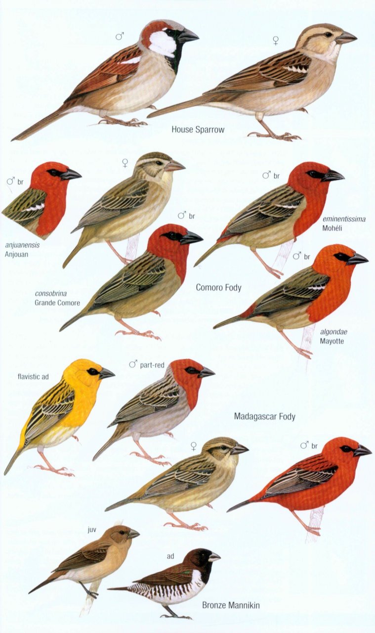 HELM FIELD GUIDES. BIRDS OF MADAGASCAR AND THE INDIAN OCEAN ISLANDS 5