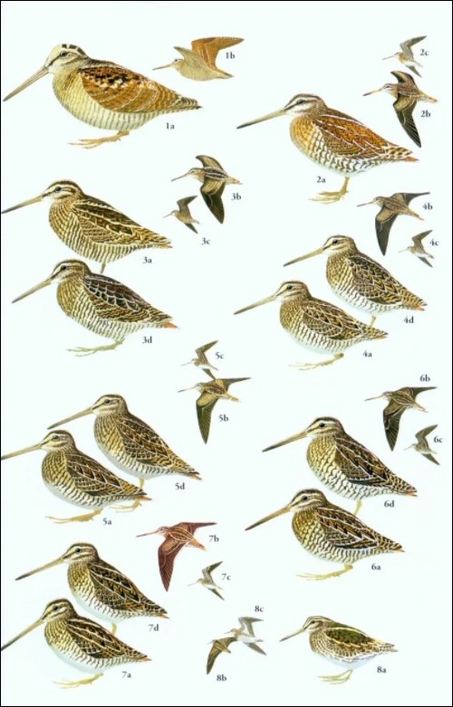 HELM FIELD GUIDES. BIRDS OF SOUTH-EAST ASIA. CONCISE EDITION 2