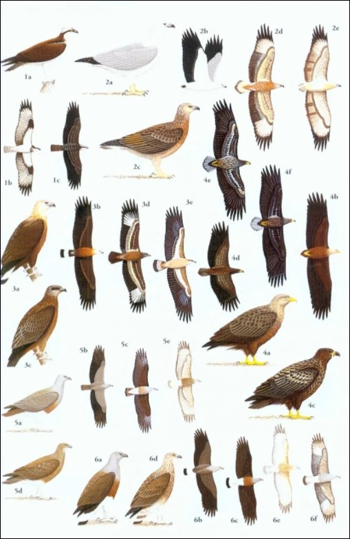 HELM FIELD GUIDES. BIRDS OF SOUTH-EAST ASIA. CONCISE EDITION 3