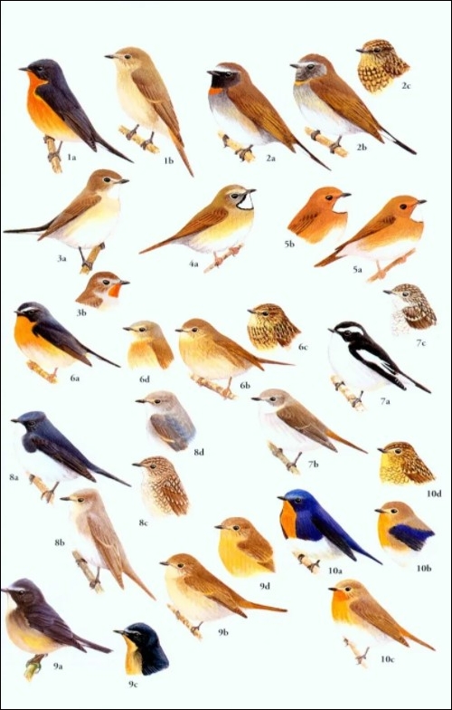 HELM FIELD GUIDES. BIRDS OF SOUTH-EAST ASIA. CONCISE EDITION 4