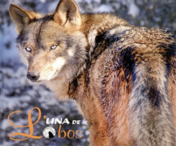 LUNA DE LOBOS 1