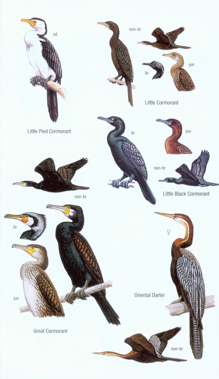 HELM FIELD GUIDES. BIRDS OF BORNEO 2