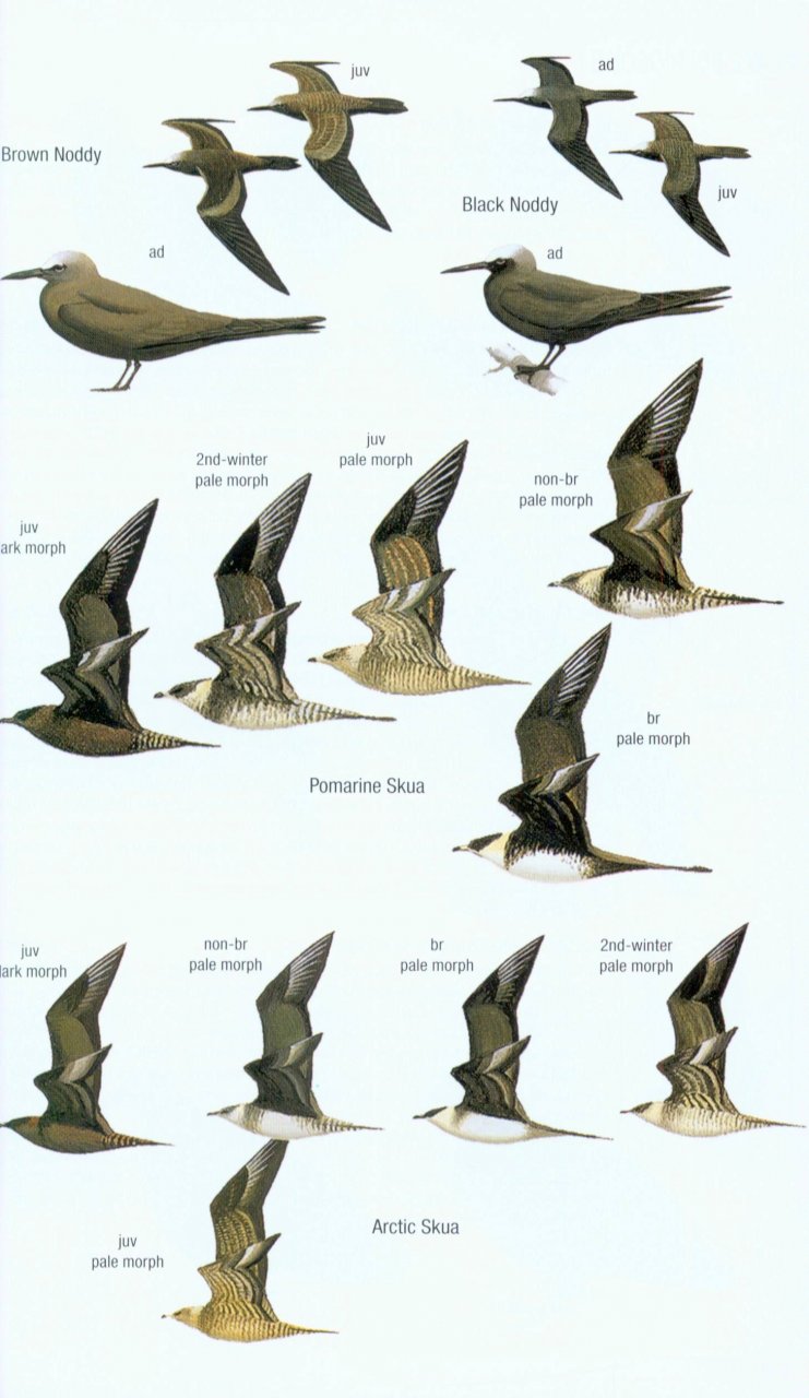 HELM FIELD GUIDES. BIRDS OF BORNEO 3