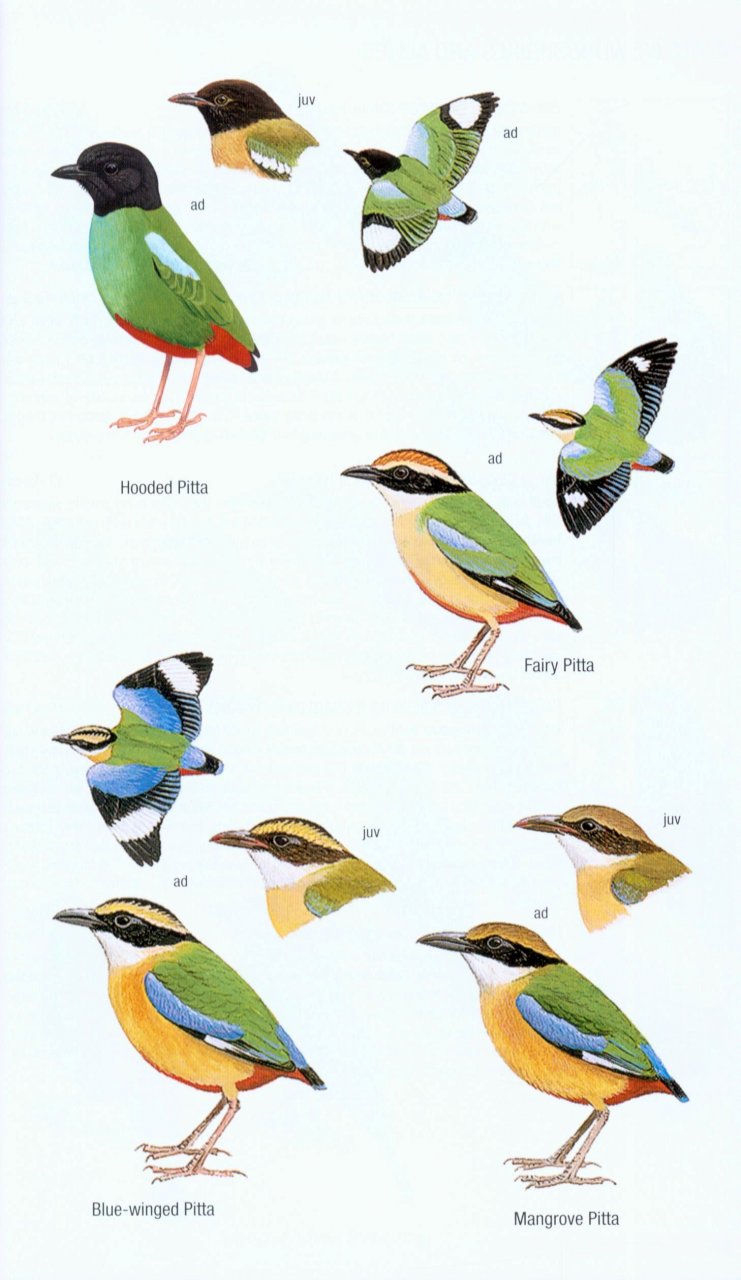 HELM FIELD GUIDES. BIRDS OF BORNEO 5