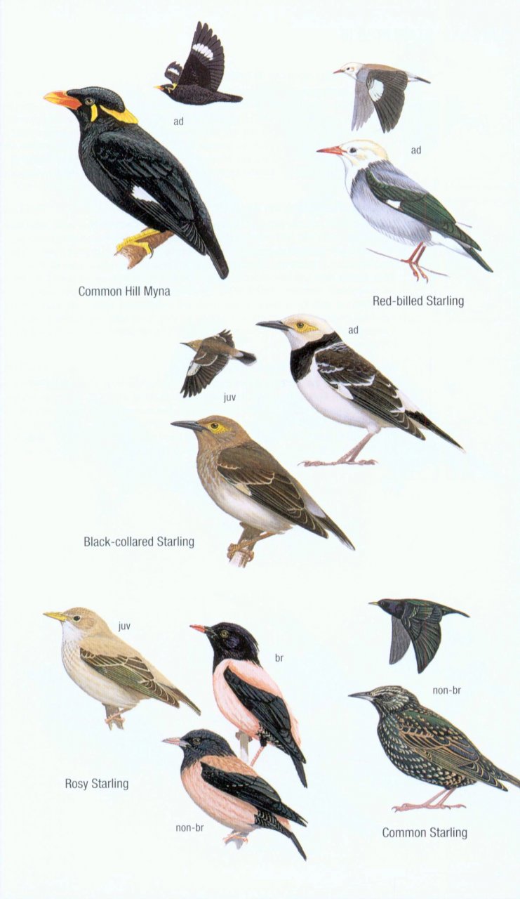 HELM FIELD GUIDES. BIRDS OF BORNEO 6