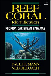 REEF CORAL IDENTIFICATION. FLORIDA, CARIBBEAN, BAHAMAS