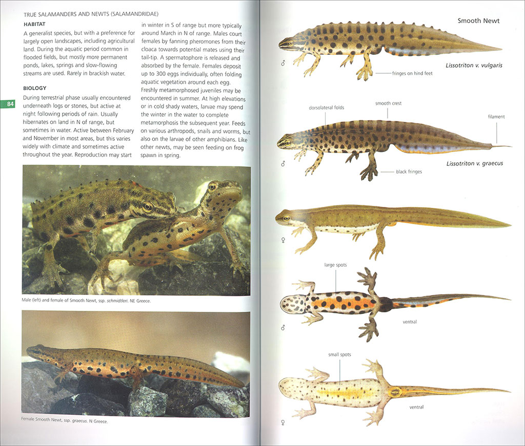 FIELD GUIDE TO THE AMPHIBIANS & REPTILES OF BRITAIN AND EUROPE 2