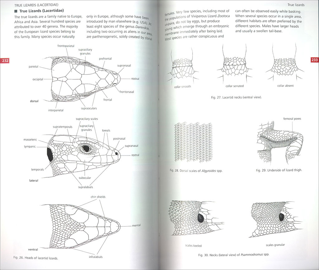 FIELD GUIDE TO THE AMPHIBIANS & REPTILES OF BRITAIN AND EUROPE 3